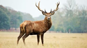 deer-photos