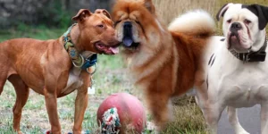 dogs