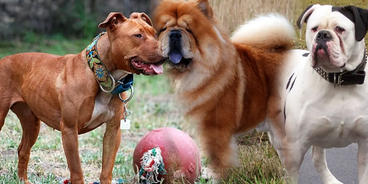 dogs