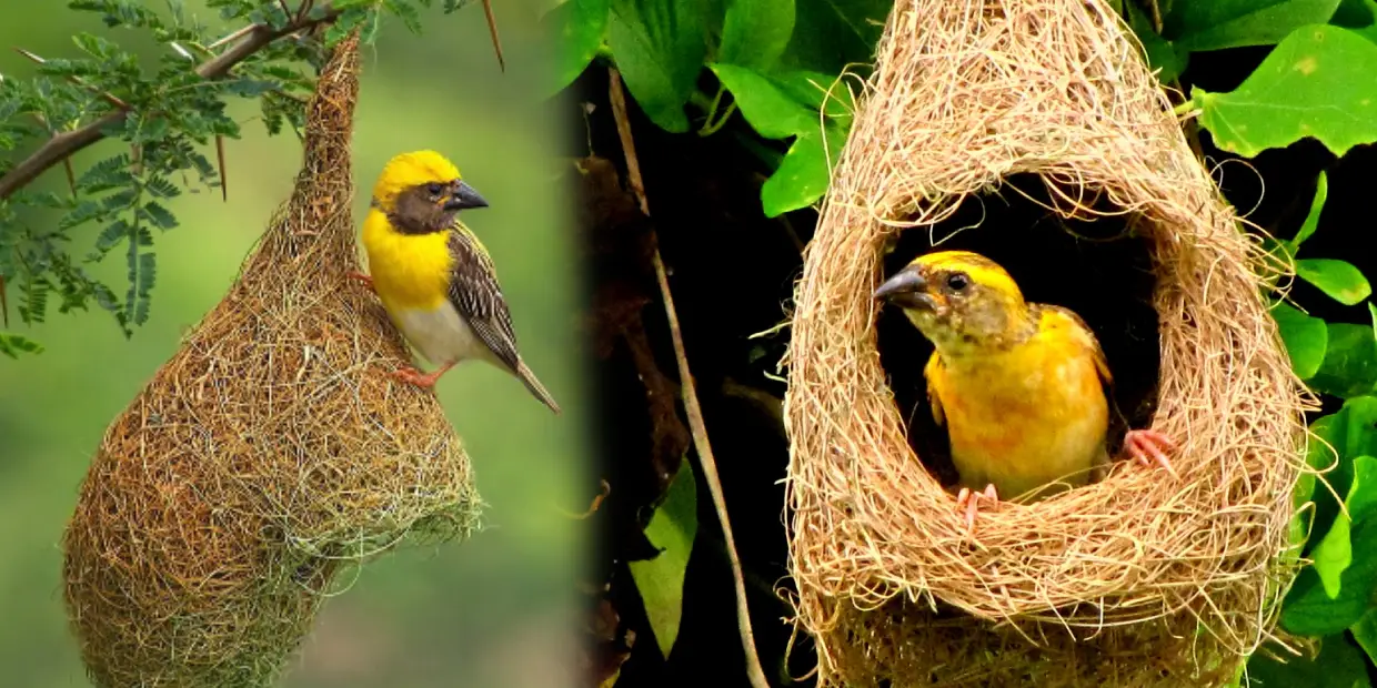 baya weaver bird
